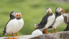 More than four in ten species have experienced population decline since 1970, including puffins (pictured). Image: the National Trust